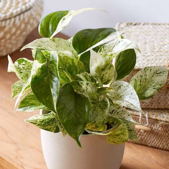 Primrose Epipremnum Pinnatum Marble Queen Devil's Ivy Indoor Plant, Green and White, Height: 15 cm, Pot: 13 cm