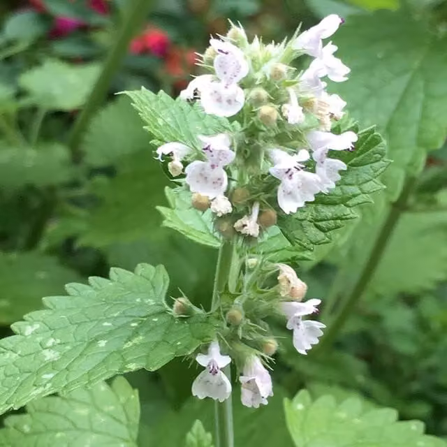 Nepeta Cataria Catnip White Perennial Herb Garden Plant in a 9cm Pot