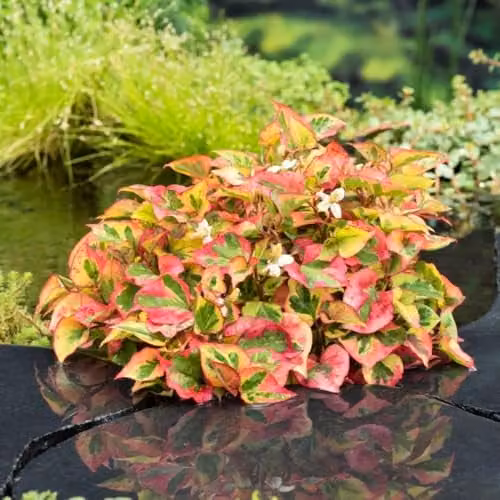 Thompson and Morgan Houttuynia Cordata Chameleon Hardy Perennial with Variegated Red, Yellow and Green Foliage and White Summer Flowers