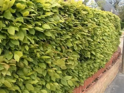 F&G Supplies Grade A Hornbeam Hedging Plant Carpinus Betulus Semi-Evergreen Bare Root Tree Saplings, Height: 150 cm