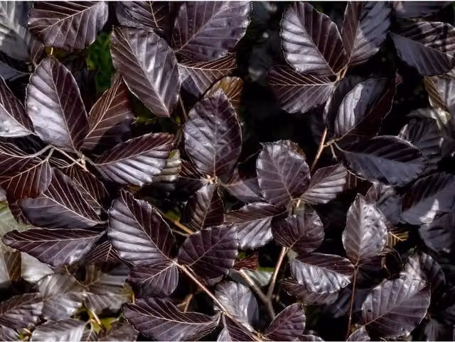 Direct Plants 5x Copper Purple Beech Hedging Plants, 40-60cm, Purple