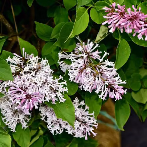 Thompson and Morgan Syringa Duo Collection Lilac Ornamental Shrubs in 9cm Pots – 5