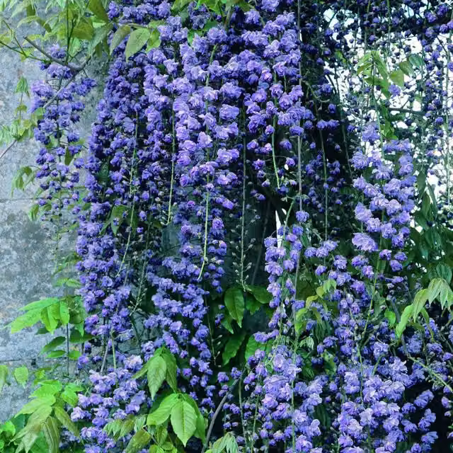 Plants By Post Wisteria Floribunda Eds Dragon Climber, Blue and Purple