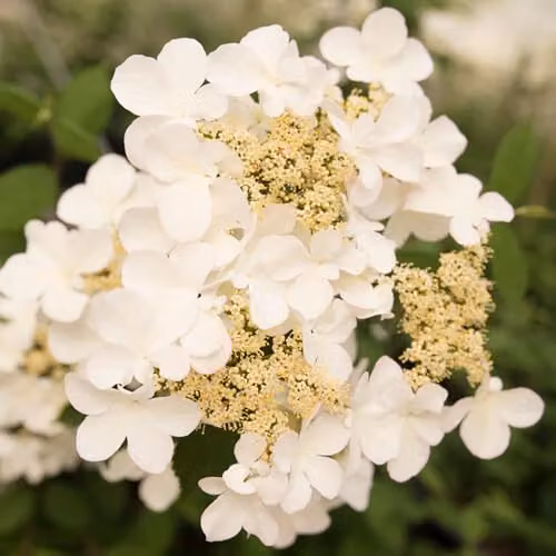 YouGarden Viburnum plicatum Kilimanjaro Sunrise Ornamental Shrub in 3L Pot – 2