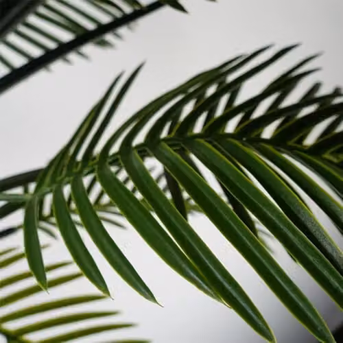 Botanik 125cm UV Resistant Raphis Palm Tree with Natural Trunk in Green and Black – 6
