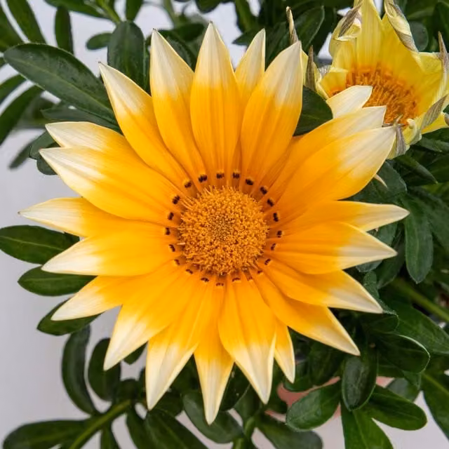 Unwins Gazania Sunny Side Up Flower Seeds, Yellow and Gold