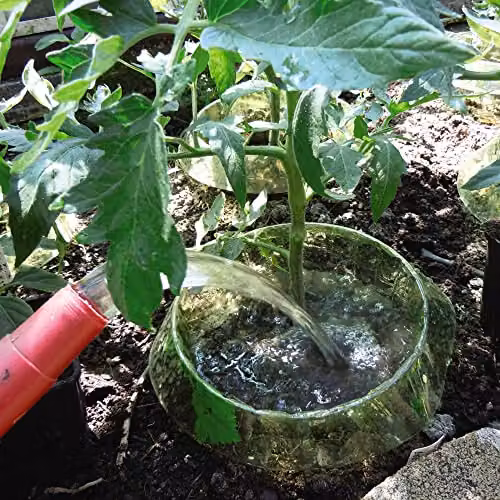 Garden Grow Green Slug and Snail Collar Plant Barrier and Tomato Water Feeder for Ornamental and Vegetable Gardens, Pack of 24