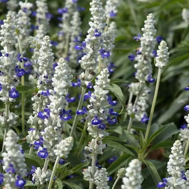 Plant Theory Set of 3 Victoria Blue Bicolour Salvia Farinacea Perennial Bedding Plants in 9cm Pots