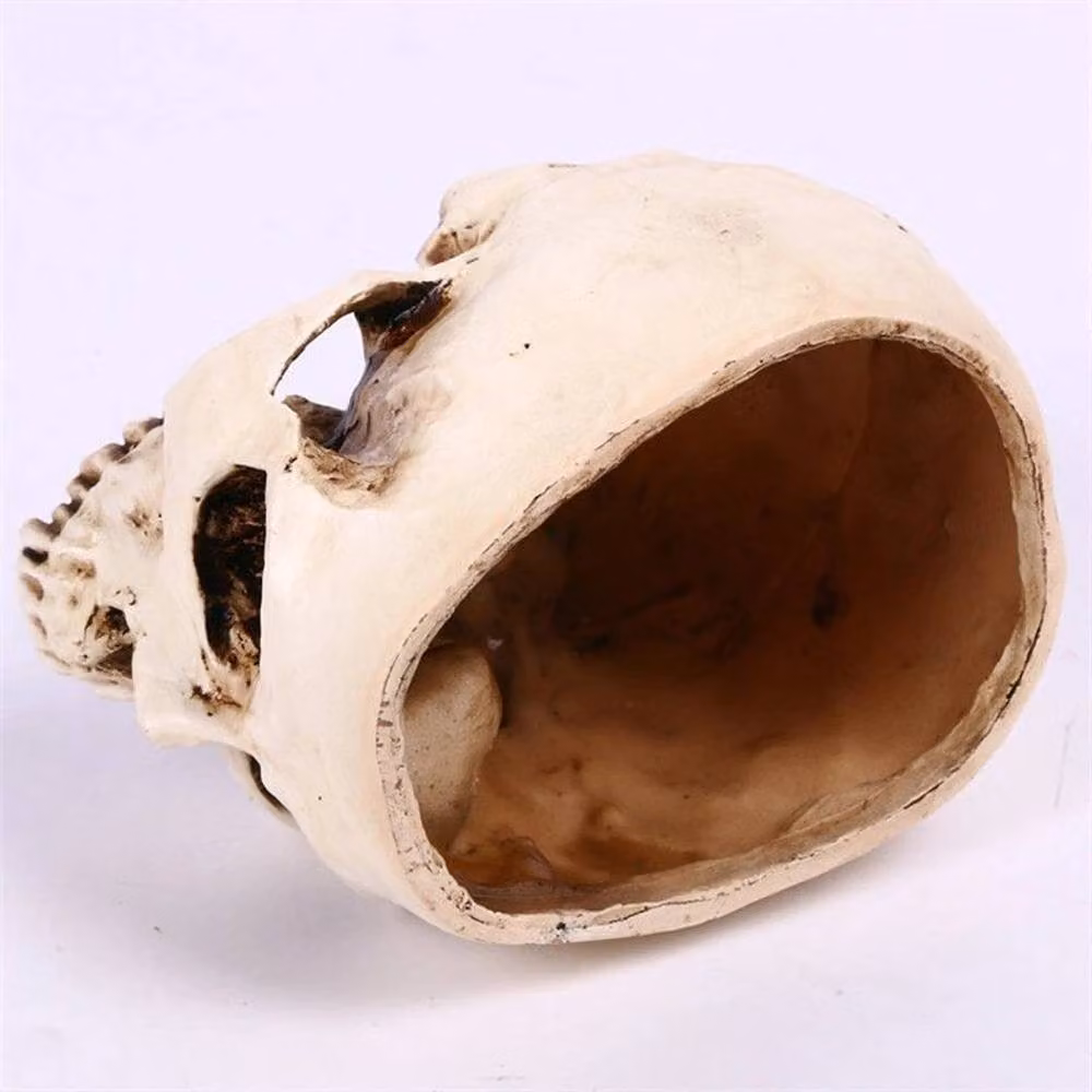 FLAVORA Realistic Resin Skull Planter for Succulents, White, H 100 cm x W 15 cm x D 15 cm – 4