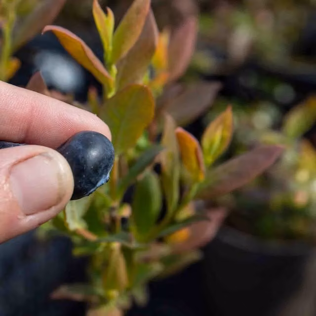Marshalls Garden Blueberry Berry Bush Shrub for Pots and Gardens, Blue