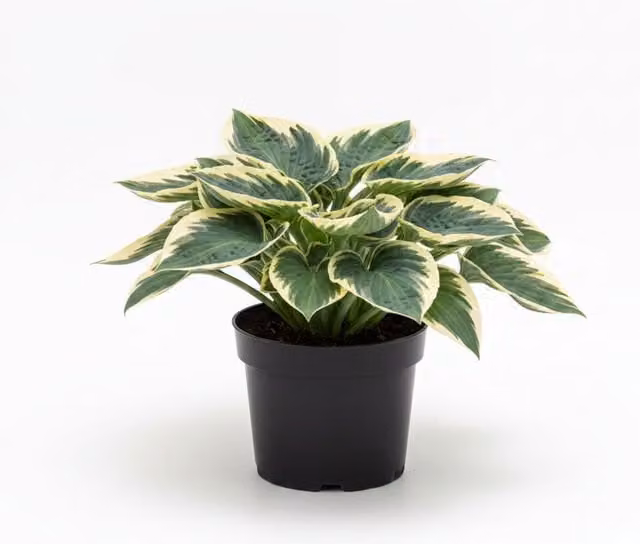Plants by Post Hosta First Frost Variegated Perennial Shade Plant, Pack of 3, 1L Pot