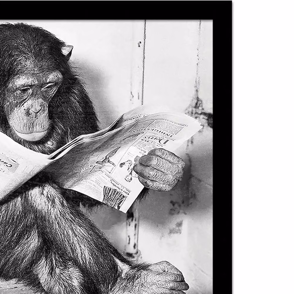 Ada Ingram Chimp News Framed Paper Poster in Grey – 2
