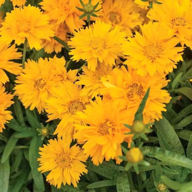 Marshalls Garden Coreopsis Double The Sun Hardy Yellow Double-Flowering Perennial 9cm Plant