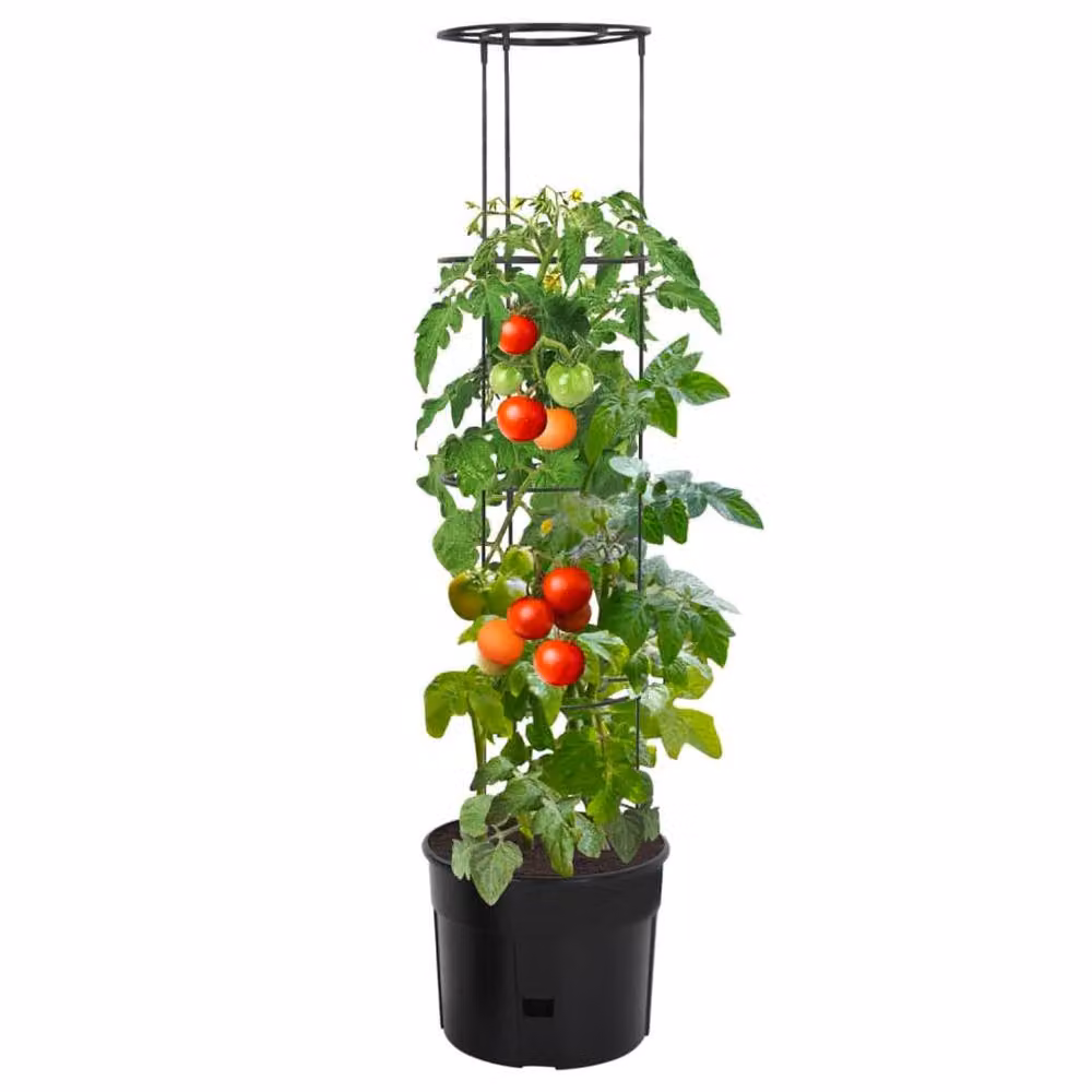 Berkfield Home Tomato Grower Planter Tub in Anthracite and Black, W/H: 39 x 150 cm – 2