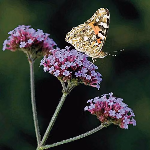 Thompson and Morgan Verbena bonariensis Purple Hardy Perennial Flower Seeds, 200 Seeds – 2