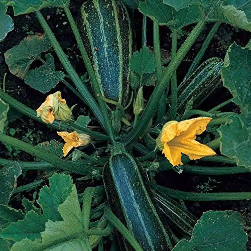 Thompson & Morgan Green Bush Marrow Vegetable Seeds, 20 Seeds per Packet – 1