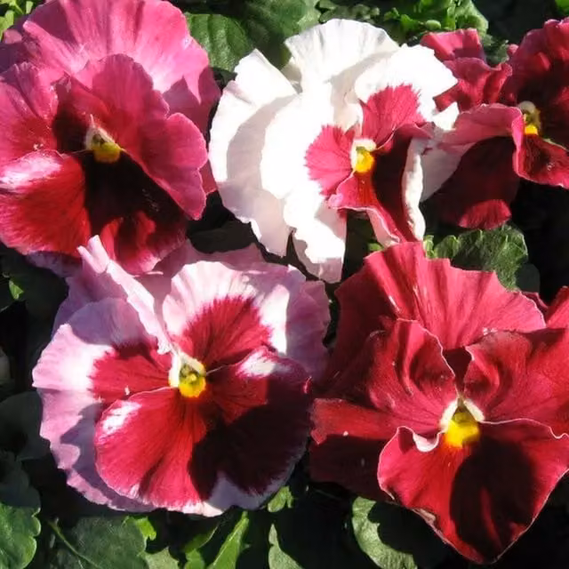 Plants by Post Pansy Strawberry Cream Bedding Plants with Pink and Cream Blooms, 12 Garden Ready Plants