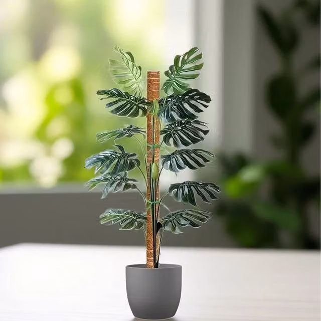 Ambassador Brown Coco Fibre Moss Pole Plant Support Cane, Height: 60 cm