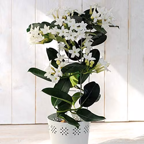 Thompson and Morgan Stephanotis Floribunda Fragrant White Star Shaped Climbing Plant in a 11cm Pot – 3