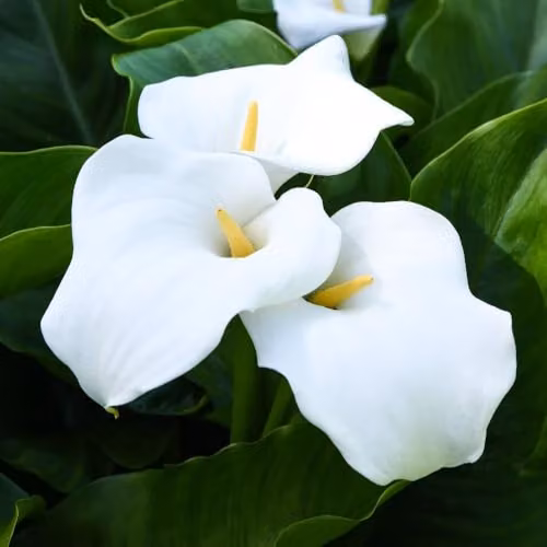 Thompson & Morgan Zantedeschia aethiopica Arum Lily Bulbs, 2 White Bulbs for Ponds – 1