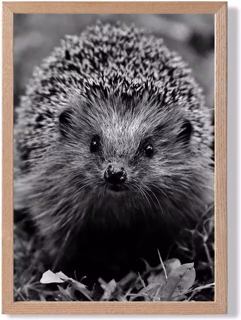 ARTZE Curious Hedgehog Black and White Animal Photo Framed Print with Oak Frame – 1