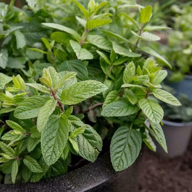 Marshalls Garden Mint Mentha Perennial Herb in a Pot, Green