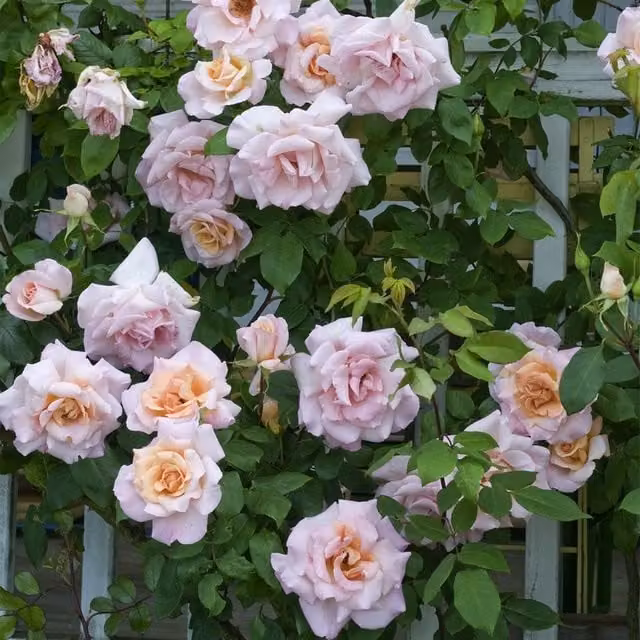 Plant Theory Michèle Meilland Hybrid Tea Rose Bush, Sweet Scented Orange Ornamental Shrub, 4L Pot, Purple/Pink/Orange