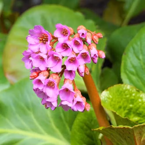Thompson & Morgan Bergenia purpurascens Elephant's Ears Hardy Evergreen Perennial with Pink Spring Flowers and Red Winter Foliage, 2 x 9cm Pots
