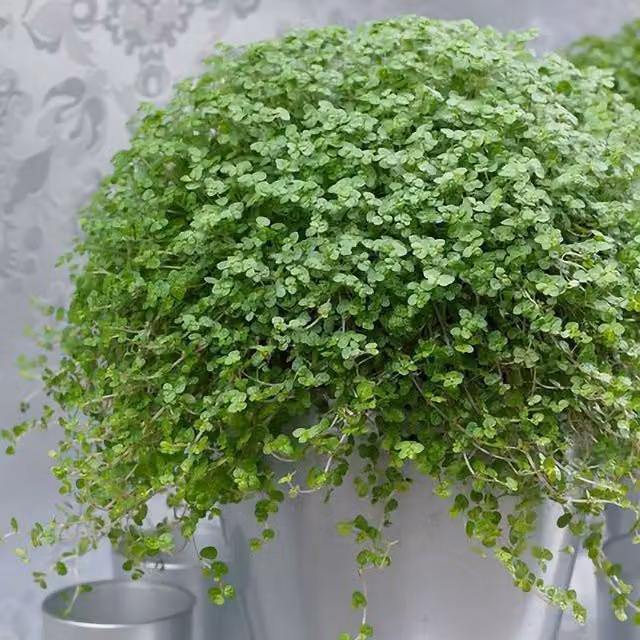 Primrose Soleirolia Mind Your Own Business Indoor Foliage Plant, Green, 15 cm