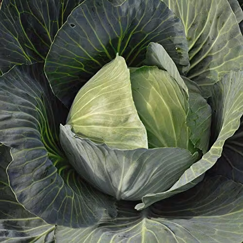 Thompson and Morgan Cabbage Gilson F1 Hybrid Autumn Vegetable Seeds, 40 Seeds