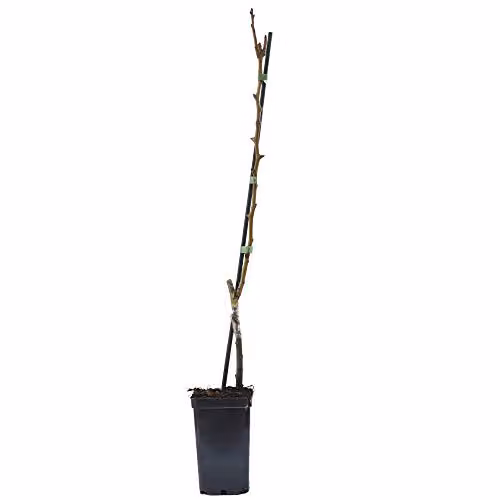 Thompson & Morgan Pyrus Conference Pear Mini Fruit Tree in 9cm Pot – 6