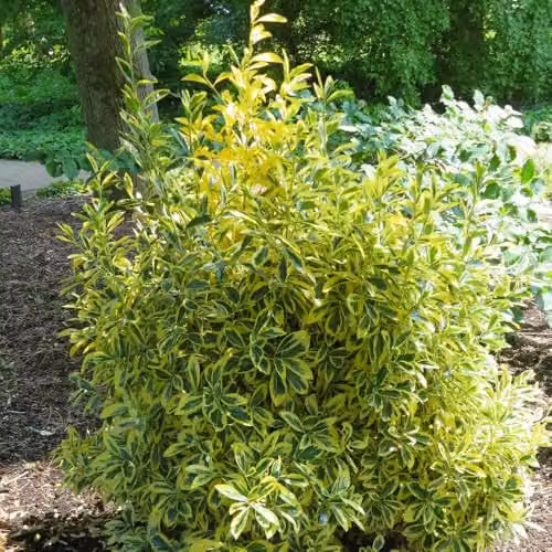 Thompson & Morgan Euonymus japonicus Albomarginatus Evergreen Variegated Shrub, Pack of 3, 9cm Pots