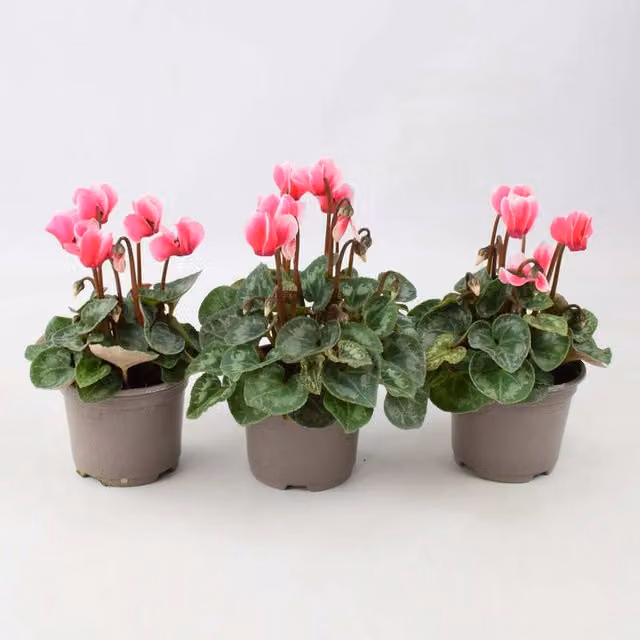 Plants By Post Red and White Bicolour Cyclamen Perennial Outdoor Plants, 3 x 9cm Pots