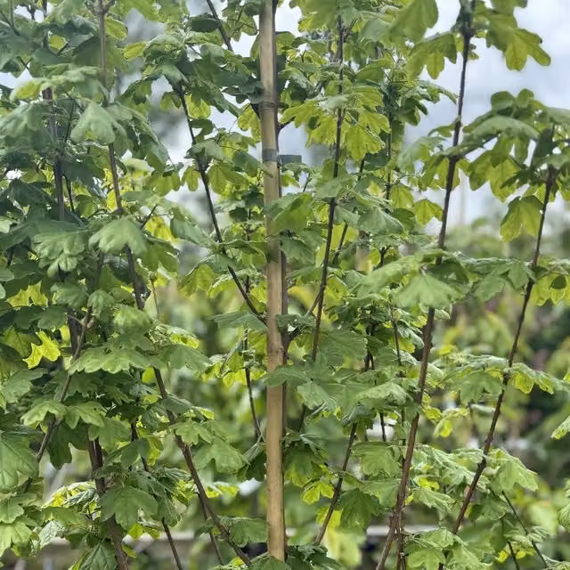 Direct Plants Acer Campestre Elegant Field Maple Deciduous Ornamental Tree, Gold, 7.5 Litre Pot