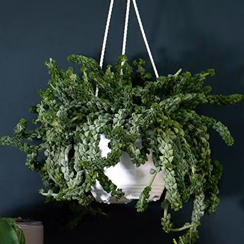 Thompson and Morgan Lucky Dip Hanging Indoor House Plant, Random Variety Selection, 14 cm Pot – 2