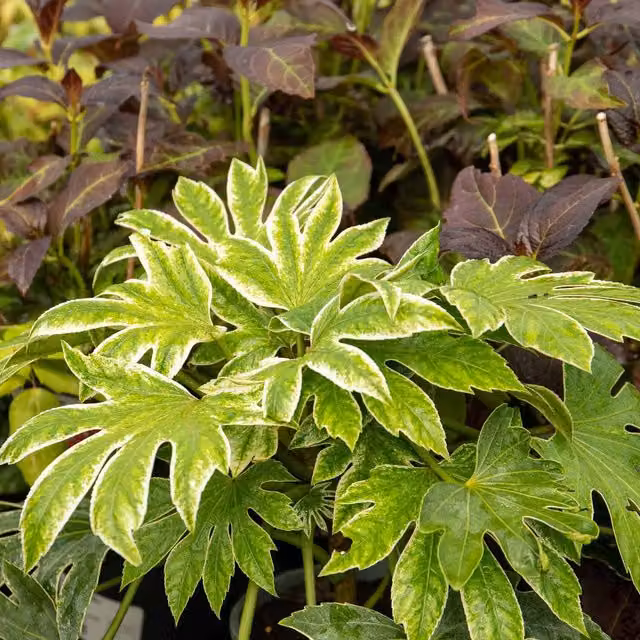 Marshalls Fatsia japonica Spider's Web evergreen ornamental shrub with white-speckled green foliage, 9cm
