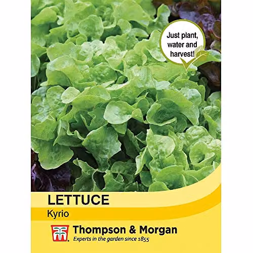 Thompson and Morgan Kyrio Lettuce Lactuca Sativa Half-Hardy Annual Vegetable Seeds, 250 Seeds