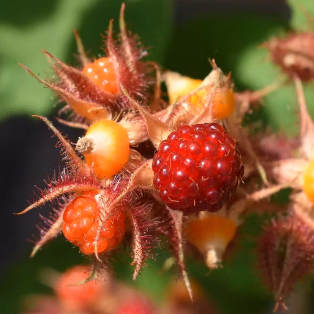 Marshalls Garden Japanese Wineberry Red Fruit Bush