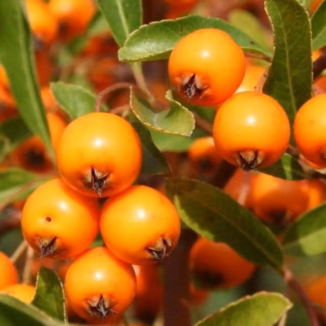 Direct Plants 3x Pyracantha Orange Glow Evergreen Climbing Garden Shrubs
