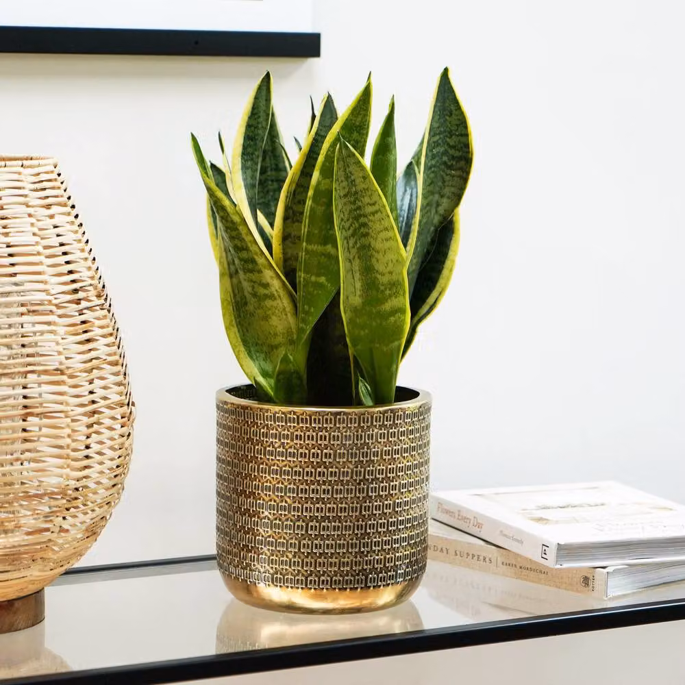 Ivyline Solis Embossed Metal Tabletop Planter in Gold, H: 18 cm, D: 18 cm – 4
