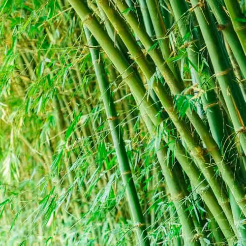 Thompson & Morgan Bisset’s Bamboo Phyllostachys bissetii Hardy Evergreen Screening Plant in a 10 Litre Pot