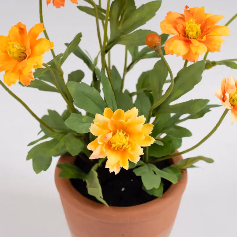 Scottish Everlastings Ltd Orange Pyrethrum Daisy in a Rustic Ceramic Terracotta Pot – 2