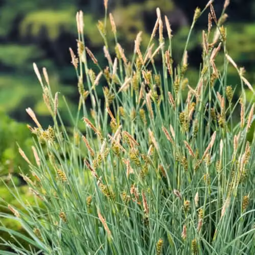 Thompson & Morgan Carex panicea Carnation Sedge Dwarf Blue Sedge Marginal Aquatic Plant in 9cm Pot – 2