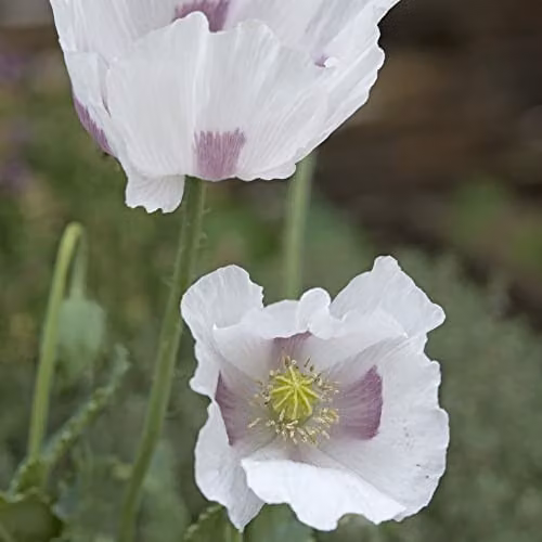 Thompson and Morgan Poppy Album Papaver somniferum Pink Flower Seeds, Approx. 300 Seeds