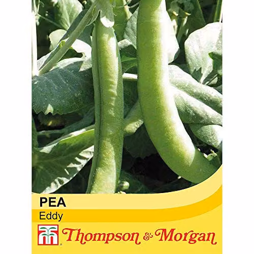 Thompson and Morgan Pea Eddy Hardy Annual Vegetable Seeds, 300 Seeds – 2