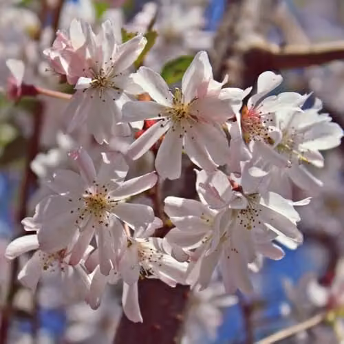 Thompson & Morgan Prunus x subhirtella Autumnalis Rosea Winter Flowering Cherry Tree with Pale Pink Blooms, 12 Litre Pot