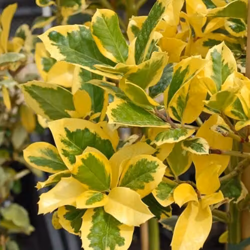 Thompson & Morgan Ilex altaclerensis Golden King Holly Tree, Female Evergreen Ornamental Shrub with Golden Variegated Leaves and Winter Berries, 35 Litre Pot – 1