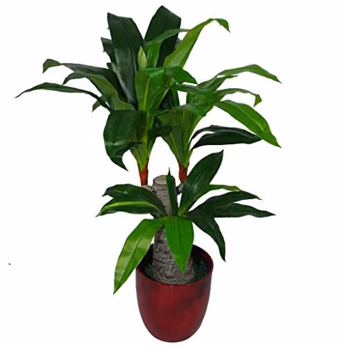 Leaf Design UK Artificial Dracaena Tabletop Plant in Black Pot, Green – 1