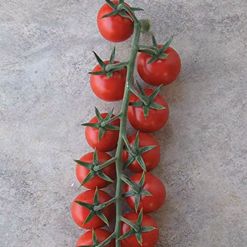 Thompson and Morgan Tomato Sweet Success Vegetable Seeds – 4