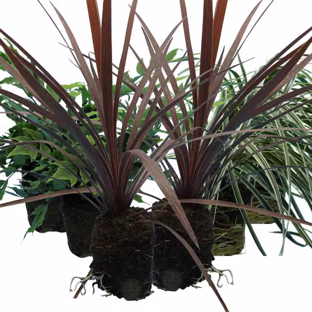 Plants By Post Mix of 3 Outdoor Perennial Garden Plants including Holly Fern, Carex and Cordyline Red Star in Red, Green and Multicolour
